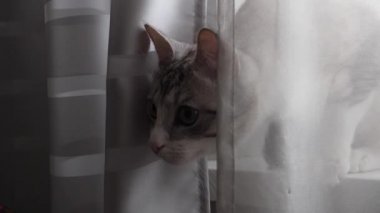 camda mavi gözlü hafif çizgili kedi oturur