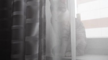 camda mavi gözlü hafif çizgili kedi oturur