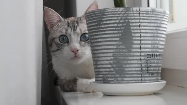 Světle Pruhovaná Kočka Modrýma Očima Sedí Okně — Stock video