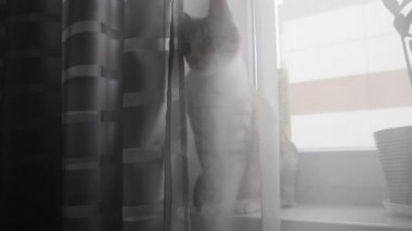 camda mavi gözlü hafif çizgili kedi oturur