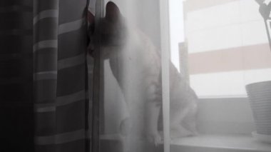 camda mavi gözlü hafif çizgili kedi oturur