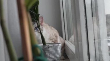 camda mavi gözlü hafif çizgili kedi oturur
