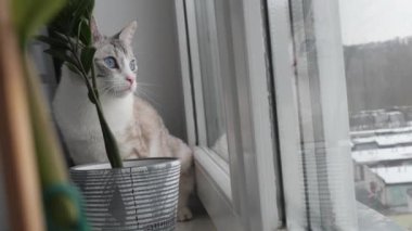 camda mavi gözlü hafif çizgili kedi oturur