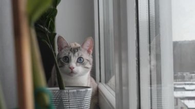 camda mavi gözlü hafif çizgili kedi oturur