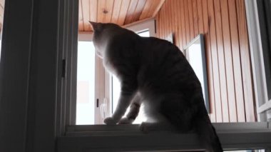 camda mavi gözlü hafif çizgili kedi oturur