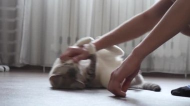 evde bir kedi ile genç çalış.