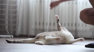 evde bir kedi ile genç çalış.