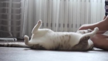 evde bir kedi ile genç çalış.