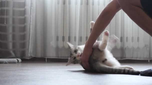 Adolescente Brinca Com Gato Casa — Vídeo de Stock