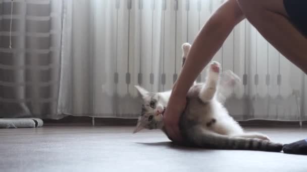 Adolescent Joue Avec Chat Dans Maison — Video