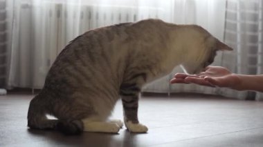 evde bir kedi ile genç çalış.