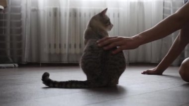 evde bir kedi ile genç çalış.