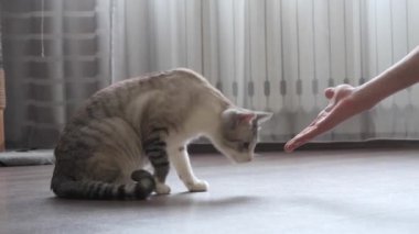 evde bir kedi ile genç çalış.