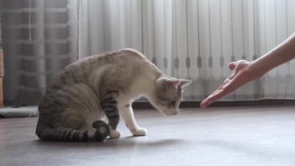 Έφηβος Παίζει Μια Γάτα Στο Σπίτι — Αρχείο Βίντεο