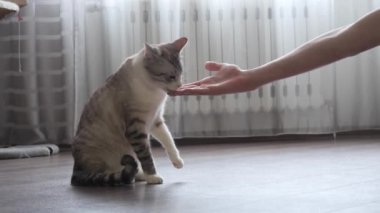 evde bir kedi ile genç çalış.