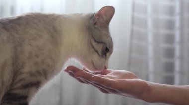 evde bir kedi ile genç çalış.