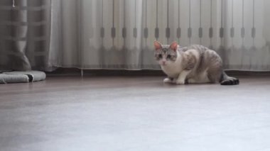 bekçi üzerinde mavi gözlü hafif çizgili kedi.