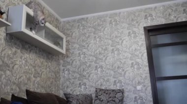 evde bir kedi ile genç çalış.
