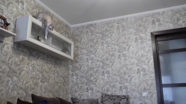 mavi gözlü bir yükseklikten atlama ışık çizgili kedi.