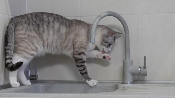青い目の光の縞模様の猫が台所の水道の蛇口から水を飲む — ストック動画