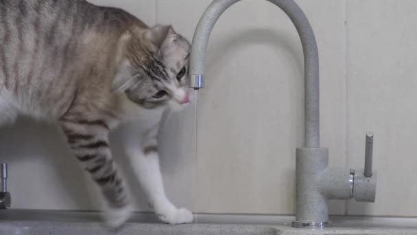 Luz Gato Listrado Com Olhos Azuis Bebe Água Torneira Cozinha — Vídeo de Stock