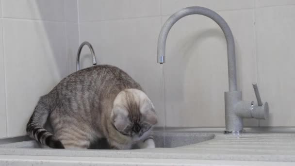 青い目の光の縞模様の猫が台所の水道の蛇口から水を飲む — ストック動画