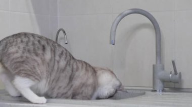 mavi gözlü hafif çizgili kedi mutfakta musluktan su içer.