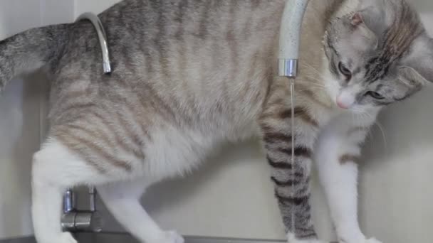 Light Striped Cat Blue Eyes Drinks Water Tap Kitchen — Stock Video
