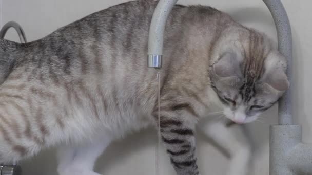 Light Striped Cat Blue Eyes Drinks Water Tap Kitchen — Stock Video