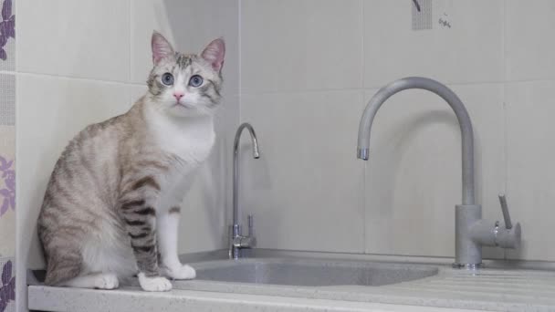 Ελαφρύ Ριγέ Γάτα Μπλε Μάτια Πίνει Νερό Από Βρύση Στην — Αρχείο Βίντεο