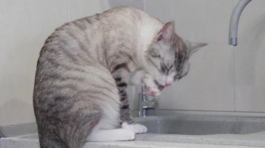 mavi gözlü hafif çizgili Kedi dilini yıkar.