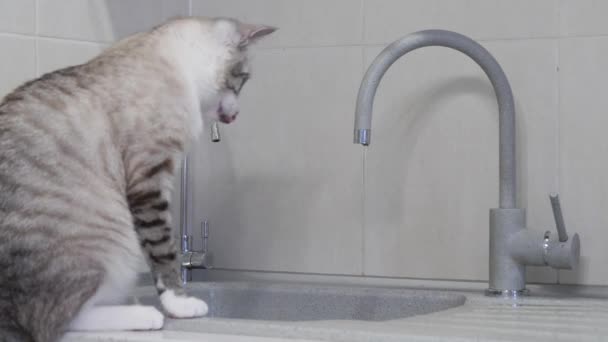 Gatto Strisce Chiare Con Occhi Azzurri Beve Acqua Dal Rubinetto — Video Stock