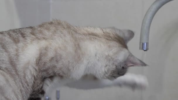 Hellgestreifte Katze Mit Blauen Augen Trinkt Wasser Aus Dem Wasserhahn — Stockvideo