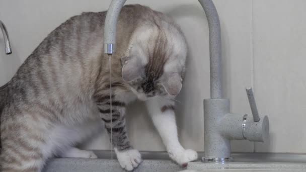 Světle Pruhovaná Kočka Modrýma Očima Pije Vodu Kohoutku Kuchyni — Stock video