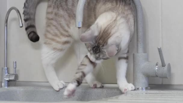 青い目の光の縞模様の猫が台所の水道の蛇口から水を飲む — ストック動画