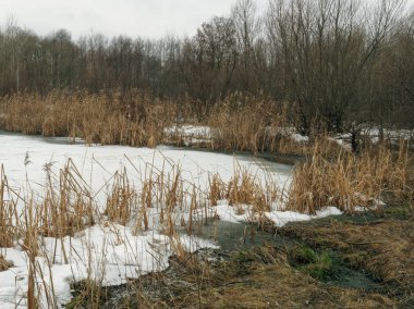 orman göl buz sazlık ile