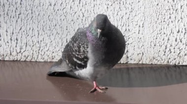 Güvercin güneşin ilk ışınlarının basks.