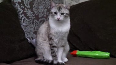 güzel Gri çizgili kedi kanepede oturan.