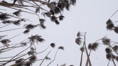 baharın başlangıcı. uzun boylu bataklık çim rüzgarda.