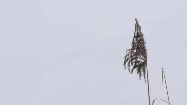 Het Begin Van Lente Hoog Swamp Grass Wind — Stockvideo