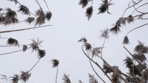 Frühlingsanfang Hohes Sumpfgras Wind — Stockvideo