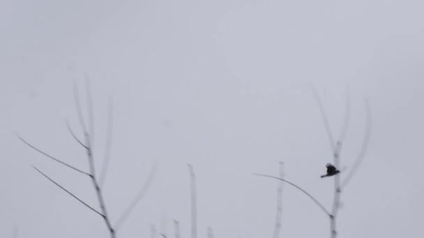 Cuervo Vuela Través Del Cielo Gris — Vídeo de stock