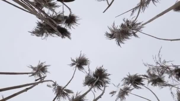 Het begin van de lente. hoog swamp grass in de wind. — Stockvideo