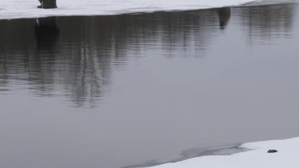 春の初め 氷から魚を釣る — ストック動画