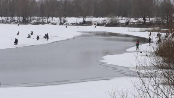 Início Primavera Pescadores Capturam Peixes Gelo — Vídeo de Stock