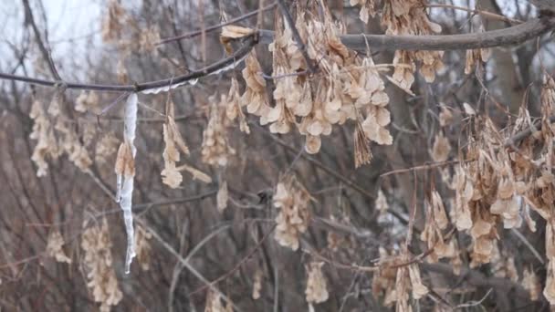 Comienzo Primavera Carámbano Colgado Árbol — Vídeo de stock