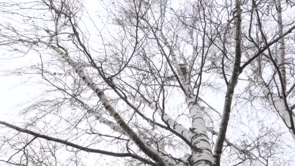 Début Printemps Nichoir Haut Sur Bouleau — Video