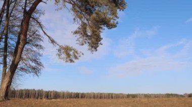 baharın başlangıcı. Çamın dalları mavi gökyüzüne karşı sallanan.