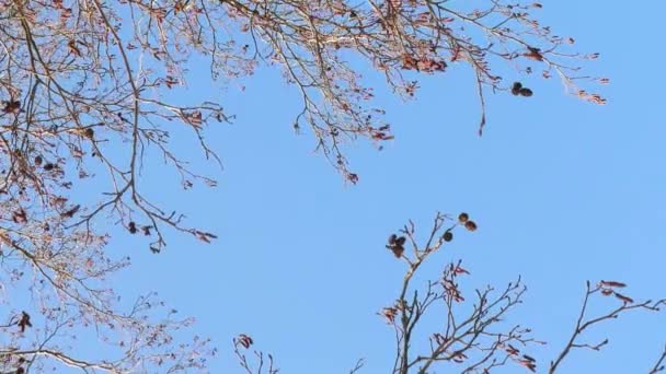 Comienzo Primavera Ramas Desnudas Árboles Contra Cielo Azul — Vídeo de stock