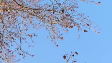 baharın başlangıcı. Çamın dalları mavi gökyüzüne karşı sallanan.